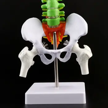 G5AA 45cm Nuimamas Žmogaus Stuburo Modelis Stuburo, Stuburo Juosmens Kreivė Anatomijos Mokymo Priemonė