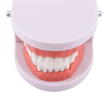Stomatologas Tyrimas Lab Burnos Švietimo Dantų Mokymo Dantų Modelio Kūnas, Rausvos Dantenos Standartas Dantų Modelio Dantų Protezų Modelis